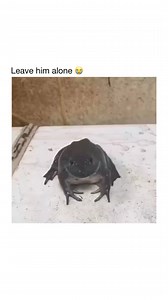 173K views · 1.9K reactions | Who said I'm a frog? Meow! #frogs #cats #cat #funnymemes #funnymoments #funnyreels #funnyvideos #fypシ #viralpost #foryouシ | Happy Haven | Facebook