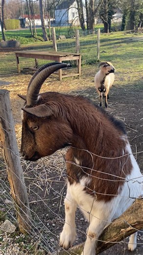 Vidéos de Solitaire 62 (@solitaire.627) avec son original - musique_6999. compte officiel