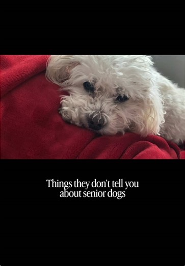 Things they don’t tell you about senior dogs… 🐾🤍 They slow down… but somehow love you even harder. The walks get shorter, but the moments feel bigger. They might not hear you call anymore, but they never stop listening to your heart. You start noticing the grey, the naps, the little changes… and you realize time is moving faster than you’re ready for. But what they don’t tell you is this — these years will be the most meaningful ones yet. Because loving a senior dog teaches you how to be prese
