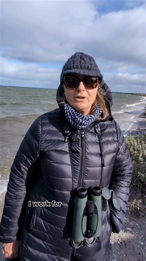 Celebrate World Oceans Day with our Coastal & Wetland Birds team! 🌊 Today, we celebrate the incredible oceans that sustain life – including our magnificent marine birds. Many seabirds spend their entire lives at sea and are vital indicators of ocean health. Coastal and migratory birds also rely on healthy oceans for their food and survival. Protecting our oceans means protecting these incredible birds. 💙 Help us safeguard marine birds: https://brnw.ch/21wTf07 #Birds #WorldOceansDay #Nature #Se