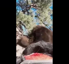 Fearless dogs chase bear away in wild footage