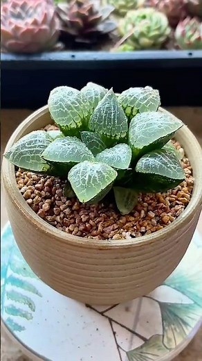 How to Repot Succulents Step-by-Step | Beginner's Guide 🪴✨