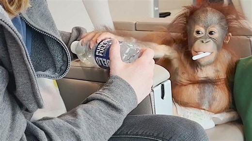 Baby orangutan travels first class to join youngsters at UK monkey sanctuary