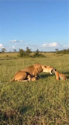 On Camera: Lioness Slaps Tiger Cub — Tiger Mother Attacks #wildlife #animals #shorts #safari#ytshort