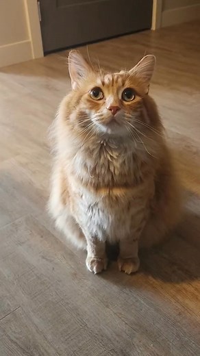 Maybe his mind control does work 😅 #catstagram #catlover #cat #catpaws #catsofinstagram #cats_of_instagram #cats #catloversclub #cats_of_world #catlife #pets #kitten #orangecats #cute #cutecats #funny #walterthecatt | Walter the Catt