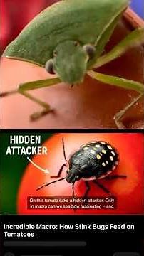 The Green Stink Bug – From Tomato Feeder to Silent Predator | Nezara viridula Macro