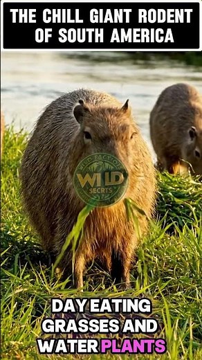 Capybara – The Chill Giant Rodent of South America