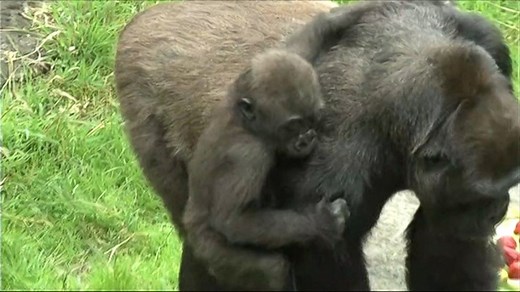 Baby Gorilla Crushed to Death at San Francisco Zoo