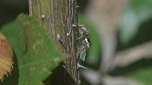 Zebra Spider (Salticus scenicus, 6-7 mm: vídeo stock (100% livre de direitos) 3915889543 | Shutterstock