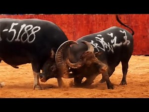 Epic Village Showdown! Ancient Chinese Buffalo Fight Tradition Lives On! The Last Buffalo Warriors🐃👑