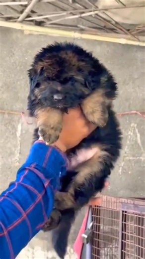 German Shepherd long coat male puppy show quality blood line Mahakal pet shop pandharpur & pune