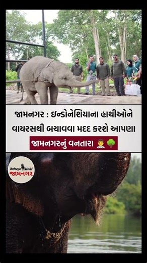 👨‍⚕️ જામનગર : ઇન્ડોનેશિયાના હાથીઓને વાયરસથી બચાવવા મદદ કરશે આપણા જામનગરનું વનતારા...