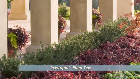 SOUTHERN LIVING 2 Gal. Yewtopia Plum Yew Shrub (Cephalotaxus Harringtonia) Live Evergreen Bush with Dark Green Needled Foliage 08072