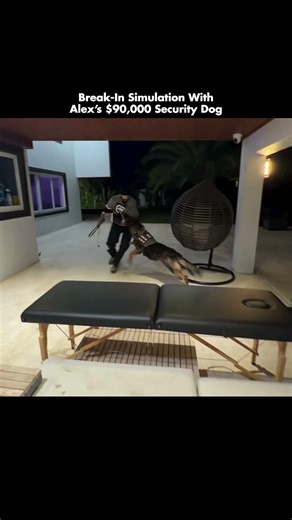 Break-In Simulation With Alex’s $90,000 Security Dog