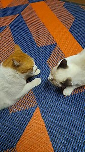 41K views · 1.1K reactions | Adorable cats play time between Sammy boy and Siamese cat Sassy - Orange tabby cat lovers - cats playing #catsplay #cat #catsofinstagram #catsplaying #catstagram #cuddle #instacat #cutecat #cutecats #of #cute #cats #catlife #cuddletime #cuddly #cutecatcrew #love #cuddlebuddy #meow #catlover #snuggle #famouscat #hairycat #hairycatsofinstagram #world #cutecatsofinstagram #catsofday #instagram #catsofig #catfight | The CAT Diaries | Facebook
