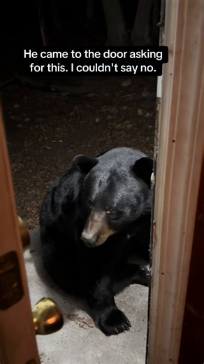 🐻 Bears Daily 🐻 (@bearsdaily_) on X