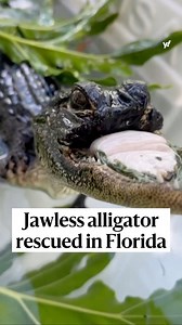 666K views · 120 reactions | A Florida wildlife park rescued a small alligator missing her entire top jaw after residents spotted her in a lake. The injury could be from a fight or a boat strike, experts said. The alligator, named Jawlene, was “significantly underweight” but has since been able to eat on her own. Officials are considering getting her a prosthetic jaw. | Yahoo News | Facebook