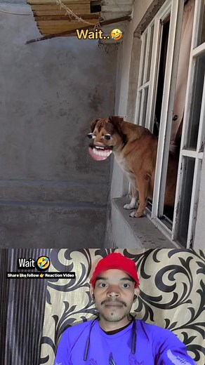 Itch guard लगाओ खुजली भगाओ 😂 dog reaction 🤣 | Reaction Video
