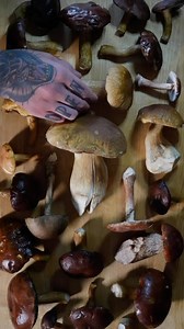 289K views · 6K reactions | Foraging for wild food is a fun and educational experience that reconnects us with nature — and the best part? You can do it anywhere, even in the heart of the city. #foraging #wildfood #forage | Spicymoustache | Facebook