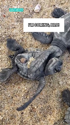 Adorable Baby Turtles