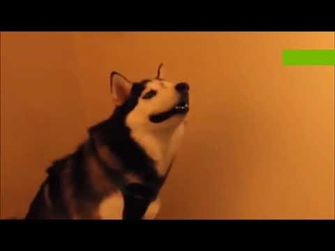 Husky sneezes then explodes (earrape)