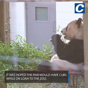 11K views · 1.1K reactions | After 12 years entertaining visitors to Edinburgh Zoo, giant panda pair Yang Guang and Tian Tian are about to make their way back home to China  | Newcastle Chronicle | Facebook