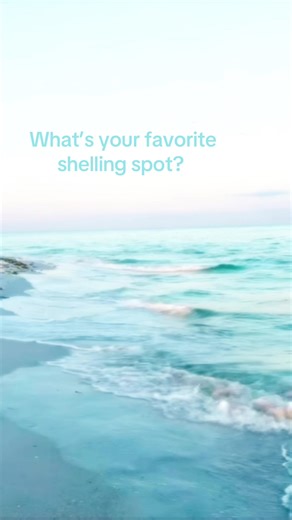 #Seashells #shellcollecting #shelling #beach #floridabeaches | Shell Beach