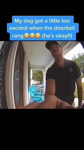 13K views · 704 reactions | Funny and cute dog compilation 藍殺 | Cuteyfunny | Facebook