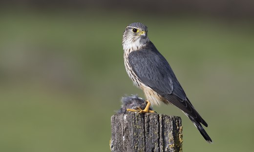 Merlin Bird ID: Tips, Tricks, and Updates | Bird Academy • The Cornell Lab