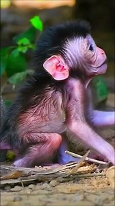 Heartwarming Baby Monkey Takes First Steps and Drinks Milk from Mom ❤️