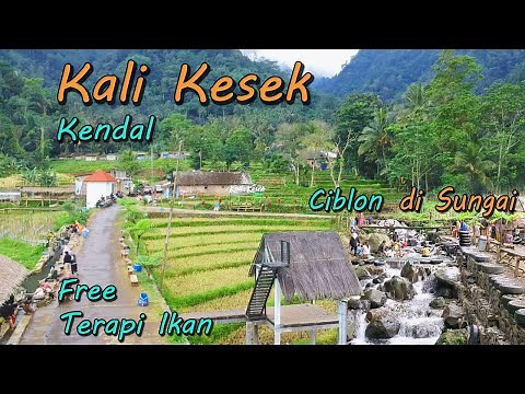 Kali Kesek Kendal Indonesia Nature Tourism Rice Fields in Rural Clean Rivers Free Fish Therapy