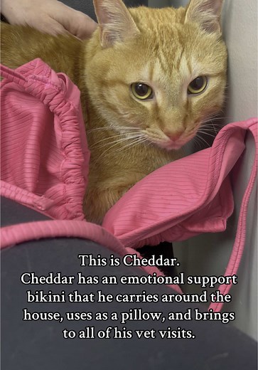 Cheddar the Emotional Support Cat with a Bikini