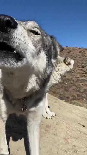 Hey Thor, that’s your cue! #LoveStory #StrikeAPosay #wolfsanctuary #wolfpack #wolftok #wolves #wildanimals #howl #notapet #rescue