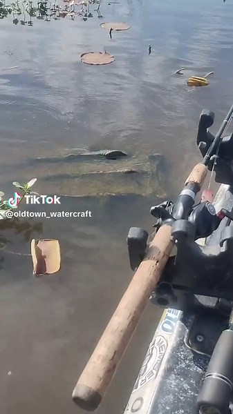 Snapping Turtle Encounter While Kayaking