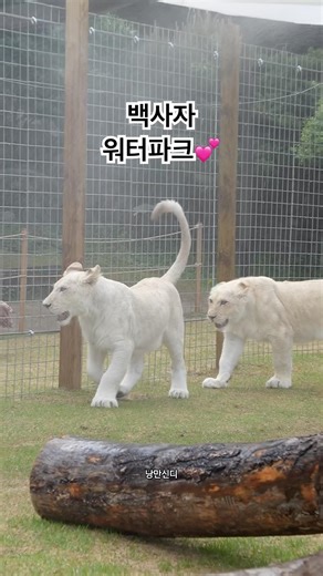 #백사자 완전 시원한 야외 워터파크, 루카루나가 너무너무 좋아하는 시간💕보는 사람도 행복해집니다.