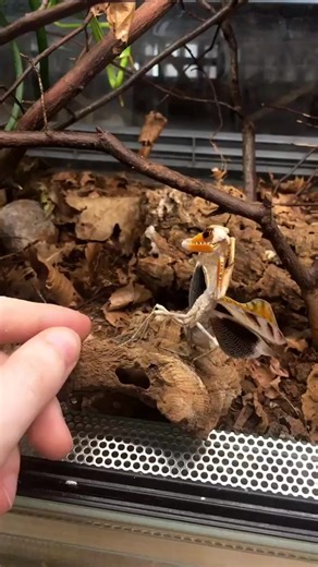 Fierce Angry Dead Leaf Mantis: A Nature's Marvel