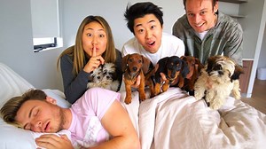 3.1K views · 130 reactions | SURPRISING MY BOYFRIEND WITH PUPPIES!! | Lizzy Capri | Facebook