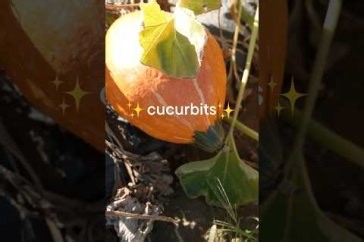 Pumpkin Pie Myth-Busting and More Cucurbit Knowledge From a UNH Expert