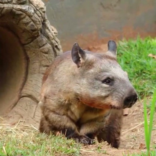 The Secret Life of Wombats: 3 Types You Didn't Know Exist!