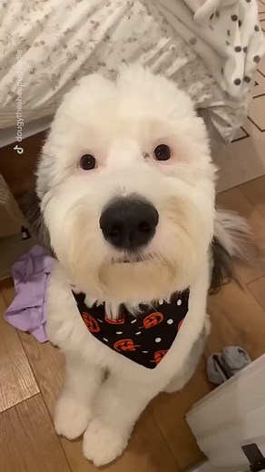 there is a human behind those eyes. I know it. (@Dougy ) #fyp #foryou #foryoupage #dogsofttiktok #dogisahuman #dogscute