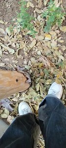 Asmr Autumn Leaves🍂