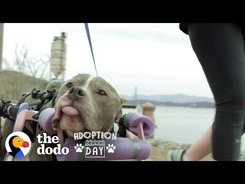 This Senior Pit Bull Is Proof That Love Can Heal Anything | The Dodo Adoption Day