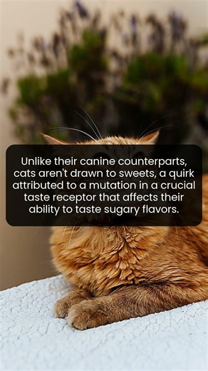 Cats can't taste sweetness due to a genetic mutation