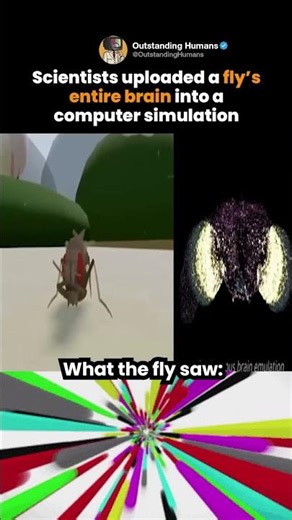 Scientists uploaded a fly's entire brain into a computer simulation