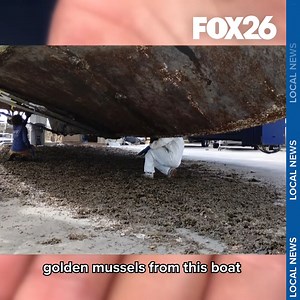 A rapidly growing infestation of invasive golden mussels is raising concerns among engineers, boaters, and water agencies as the species spreads through the Sacramento–San Joaquin Delta. https://bit.ly/4oATjTc | FOX26