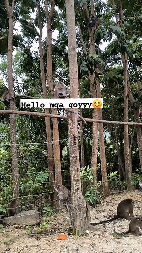 Dghana unggoy Lage. #monkey #feeding #NEGROS | Jenelyn Yamson
