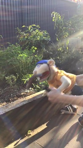 Jeffy Hilarious Moments Compilation