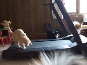 77 reactions · 16 shares | CatCentric on Reels | Facebook