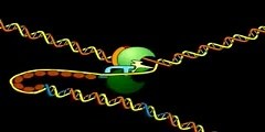 Process of DNA Replication