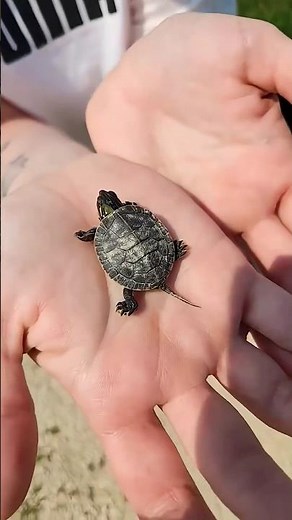 translation video #shorts